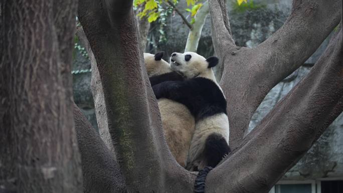 成都大熊猫基地各种可爱熊猫集合