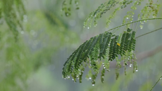 雨水打在绿叶上