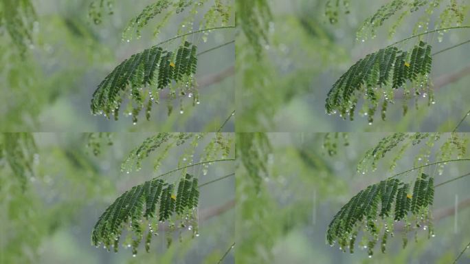 雨水打在绿叶上