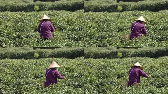 茶农采茶摘茶茶园茶树茶叶特写