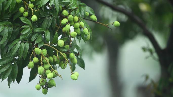 雨落在荔枝树上