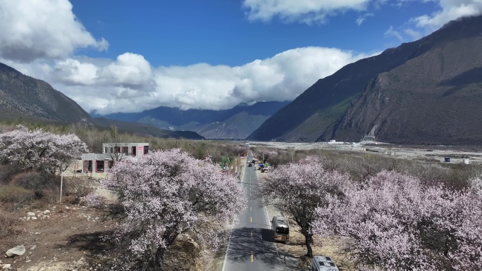 林芝桃花节