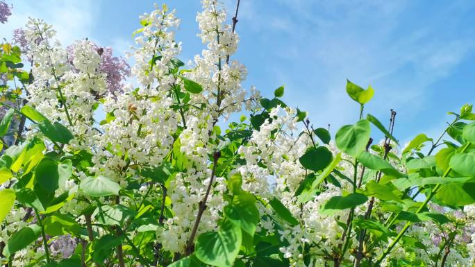 春暖花开白丁香花紫丁香争先盛开