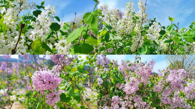 春暖花开白丁香花紫丁香争先盛开