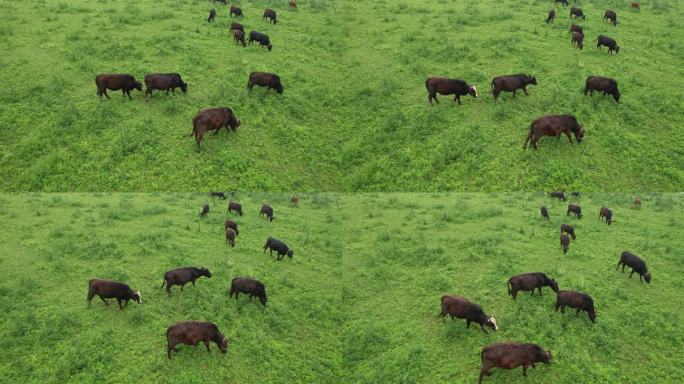 草地牛群 牛吃草