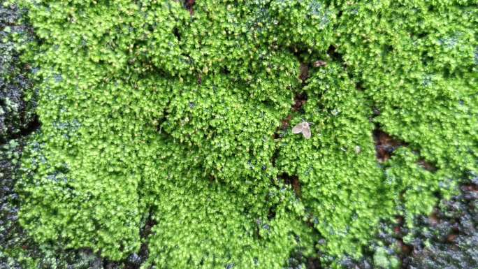 雨后绿色苔藓像花园