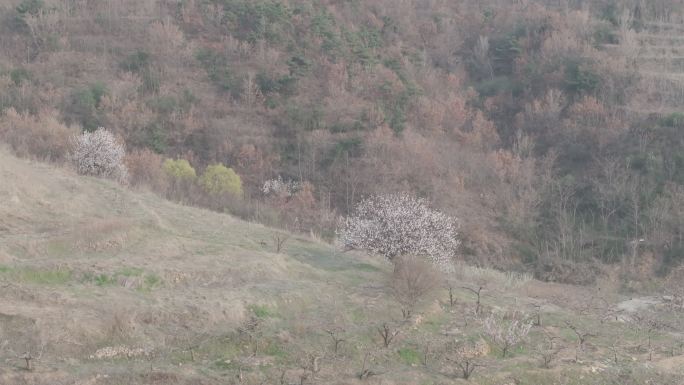 山东威海环翠区里口山刘家疃村后山杏花树