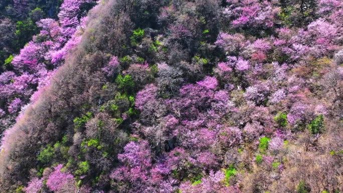 航拍西安蓝田秦岭九灞路桃花