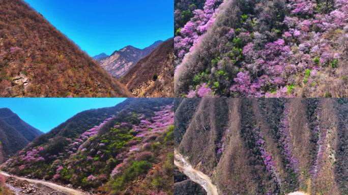 航拍西安蓝田秦岭九灞路桃花