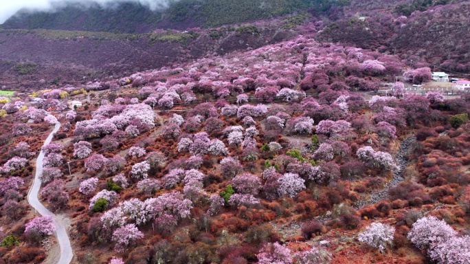 西藏林芝桃花