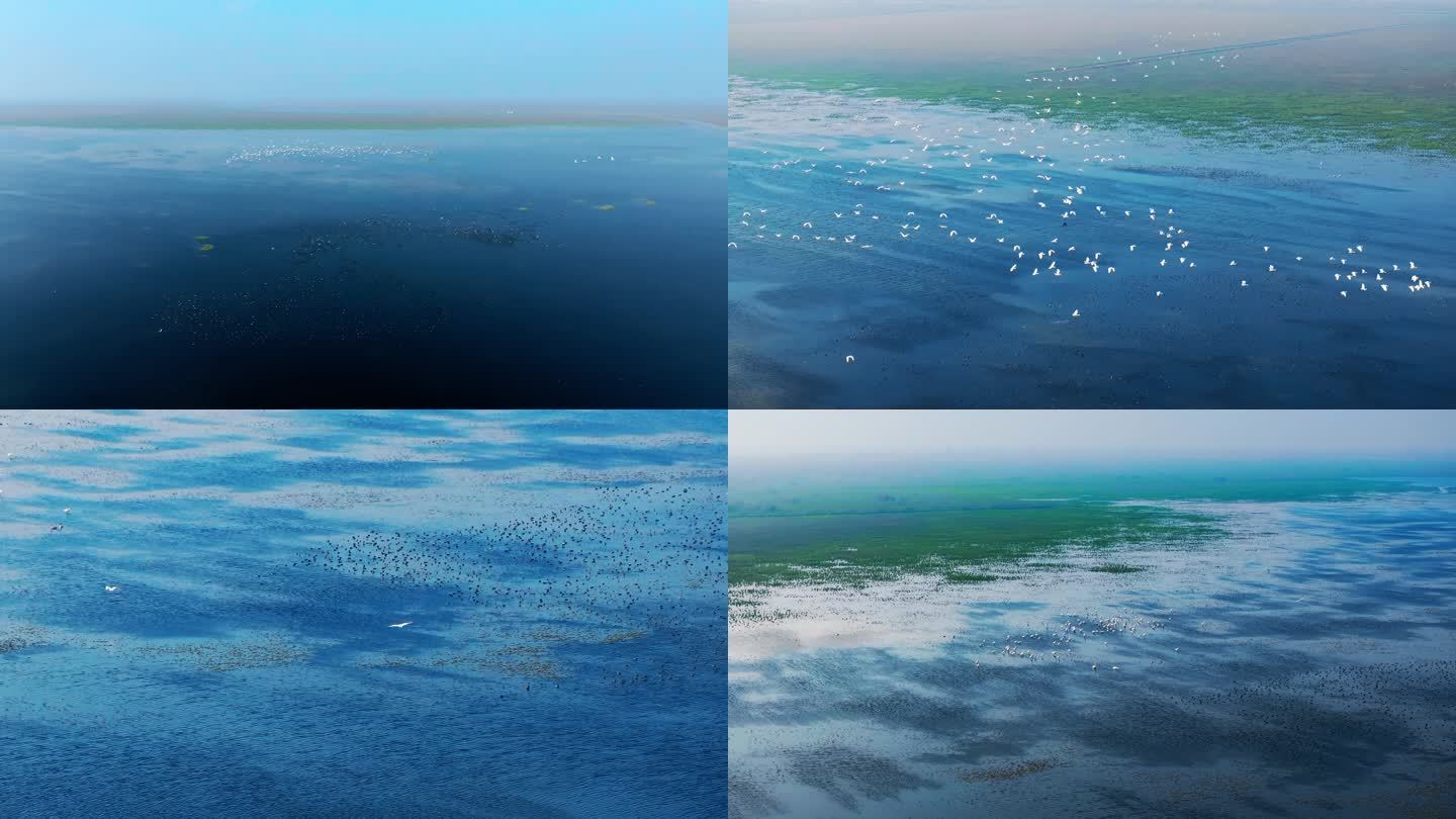 【4k原创】湖南岳阳东洞庭湖湿地候鸟奇观