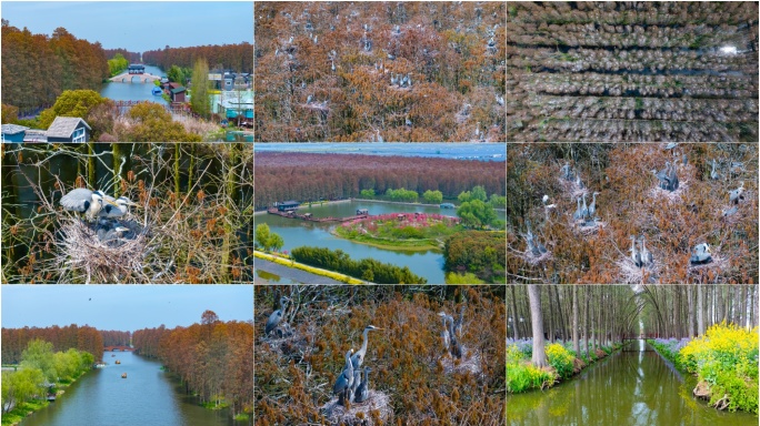 泰州泰兴兴化李中水上森林公园航拍