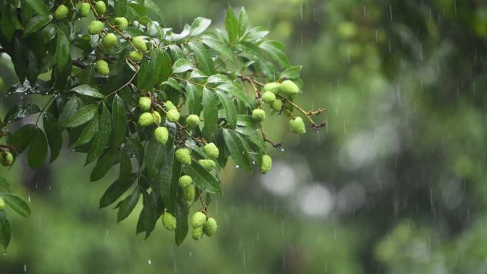 雨落在荔枝树上