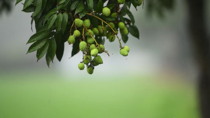 雨落在荔枝树上