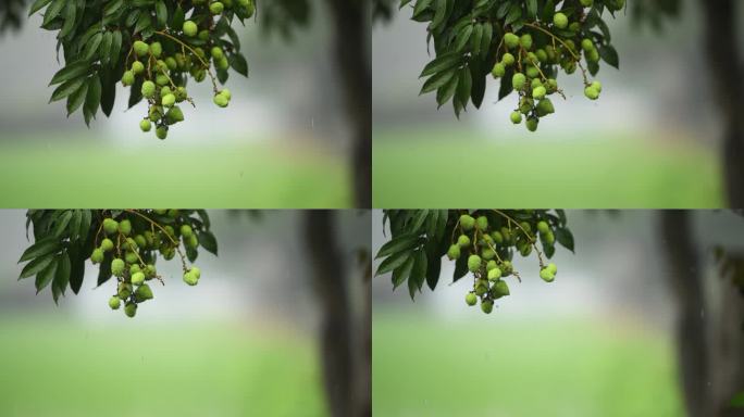 雨落在荔枝树上