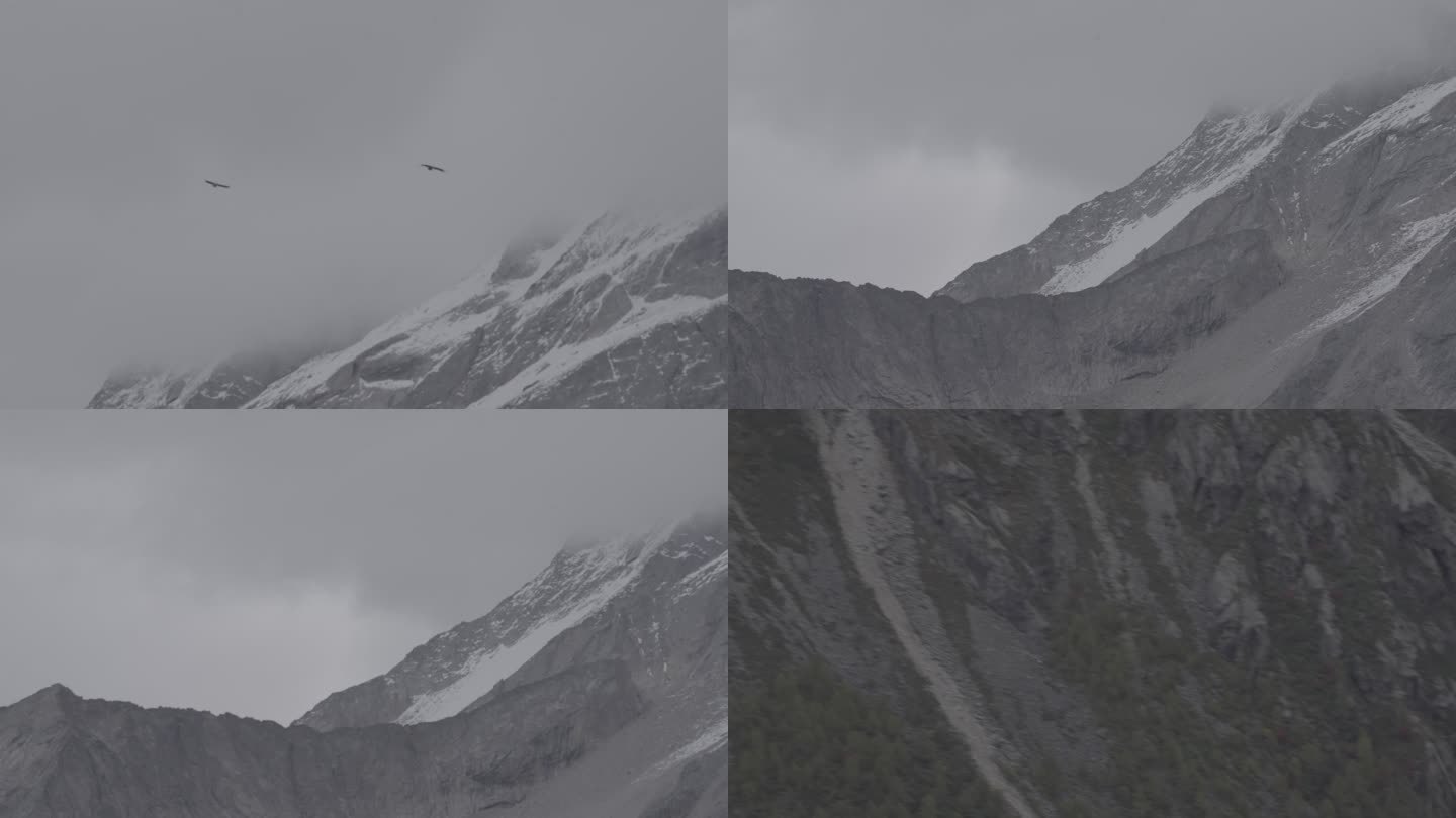 老鹰 甘孜 川西 雪山 飞行