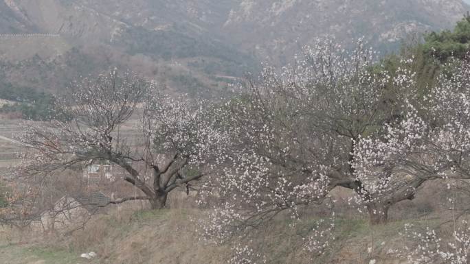 航拍威海环翠里口山王家疃村山坡上的杏花树