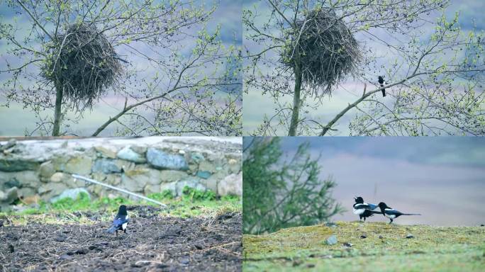 树枝上的喜鹊觅食归巢