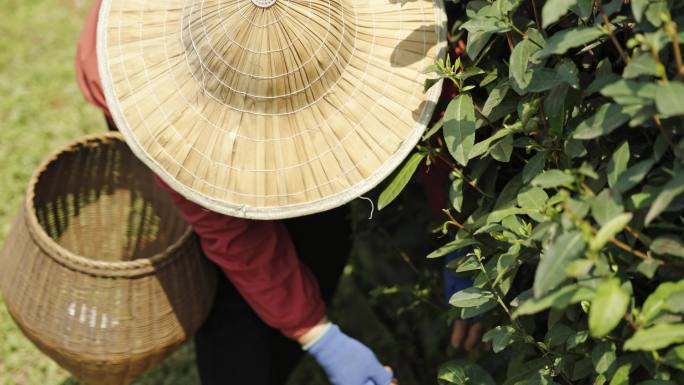 茶农采茶摘茶茶园茶树茶叶特写