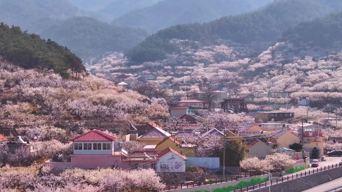 青岛城阳樱桃花