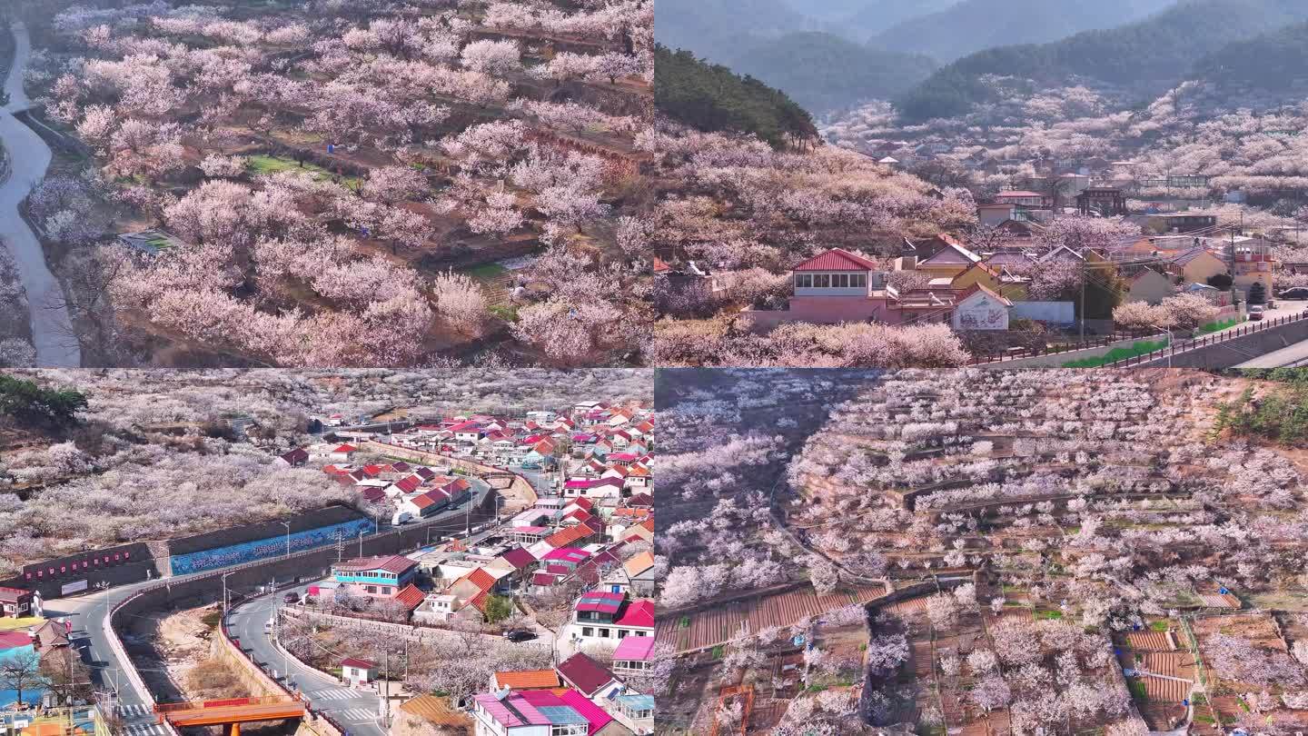 青岛城阳樱桃花