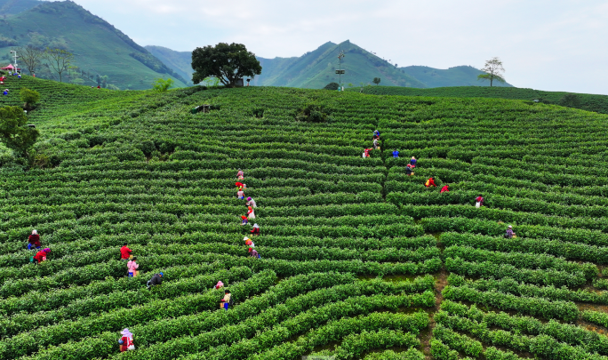 航拍茶山山区万亩茶园 航拍茶农高山采茶