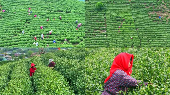 航拍茶山山区万亩茶园 航拍茶农高山采茶