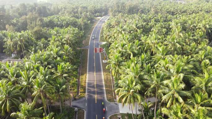 椰林公路