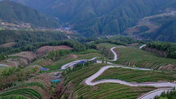 世外山居  茶园 渠江源