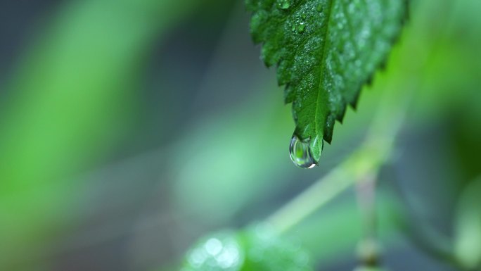 4K树叶上一滴水掉落特写（微距拍摄）3