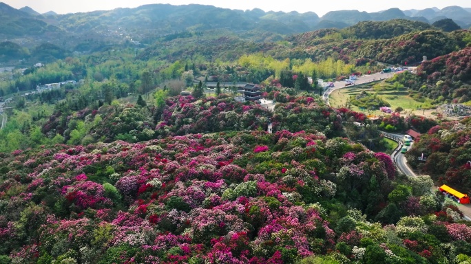 贵州毕节百里杜鹃景区航拍