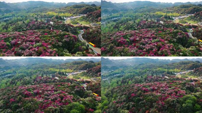 贵州毕节百里杜鹃景区航拍