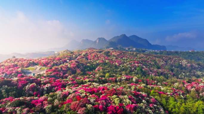 贵州毕节百里杜鹃景区航拍