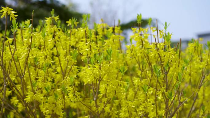 迎春花春天初春春暖花开