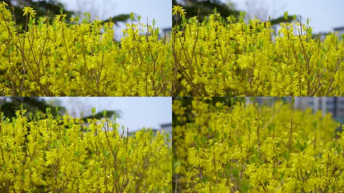 迎春花春天初春春暖花开