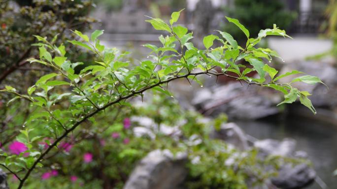 园林春雨  春分谷雨  唯美空镜