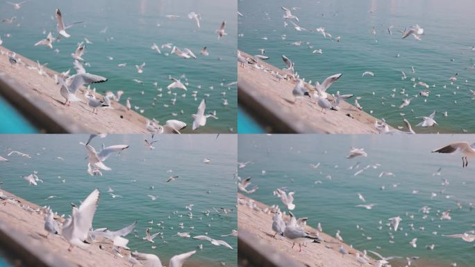 【4K】岸边一群海鸥