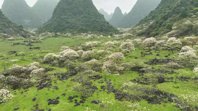 广西鹿寨山尖村天然牧场桐油花开春色满园