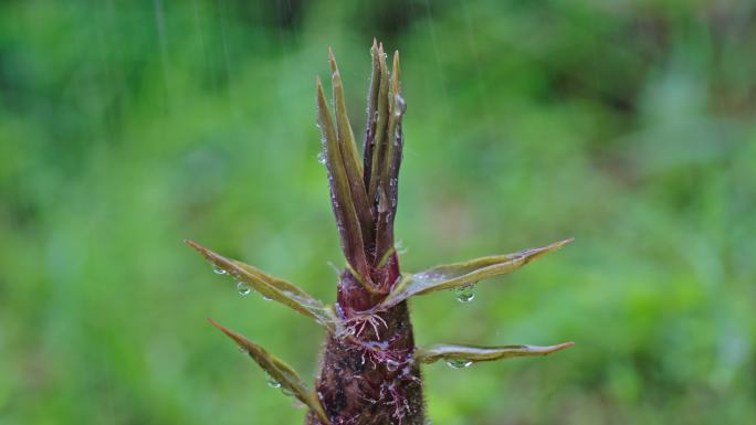 4k春雨雨水下雨春笋生长合集