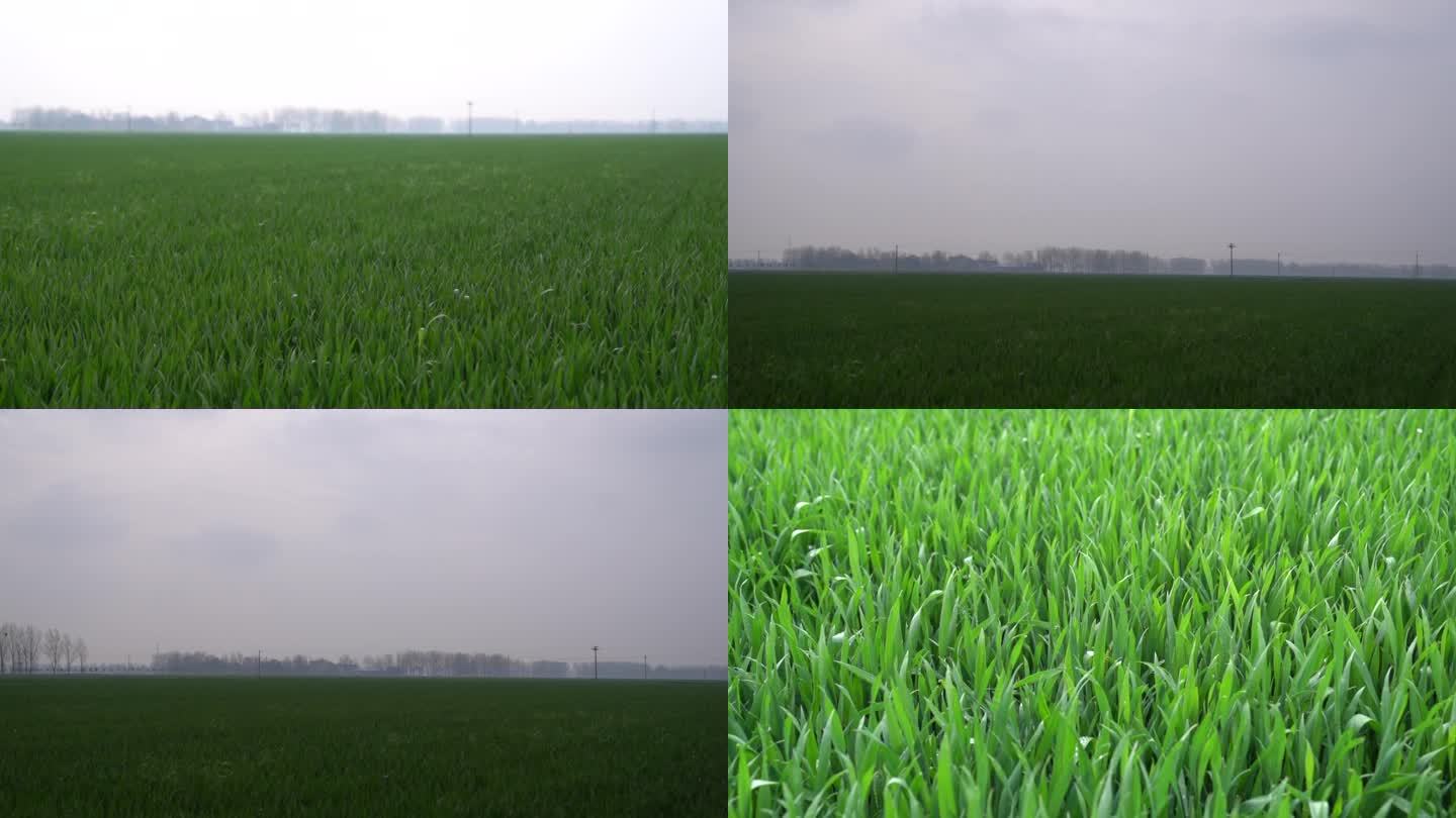 小麦 麦苗 高产 丰收 农业
