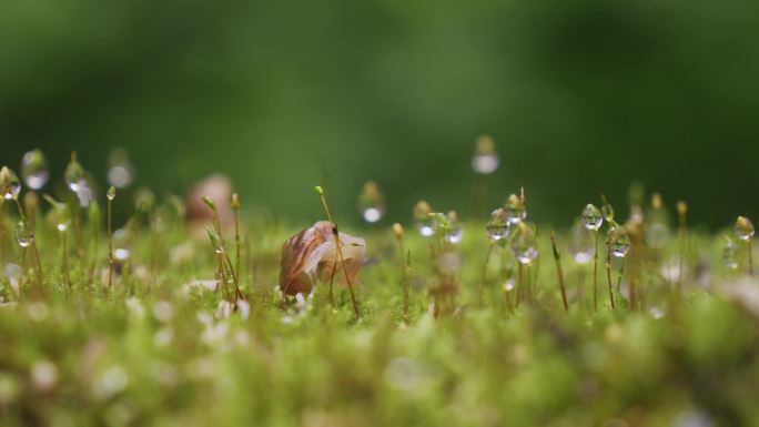 小蜗牛 青苔 苔藓 露水 微观