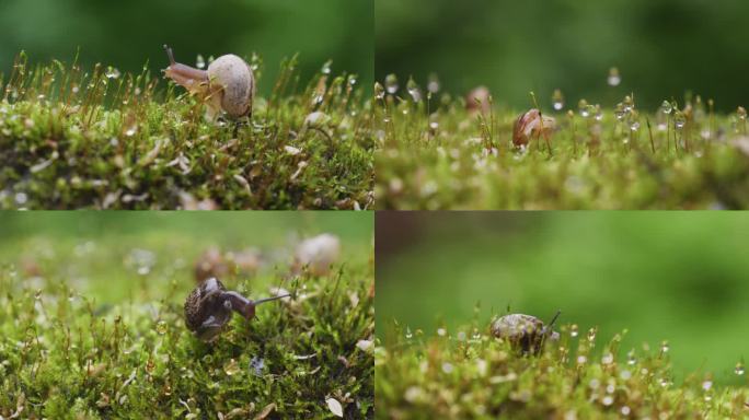 小蜗牛 青苔 苔藓 露水 微观