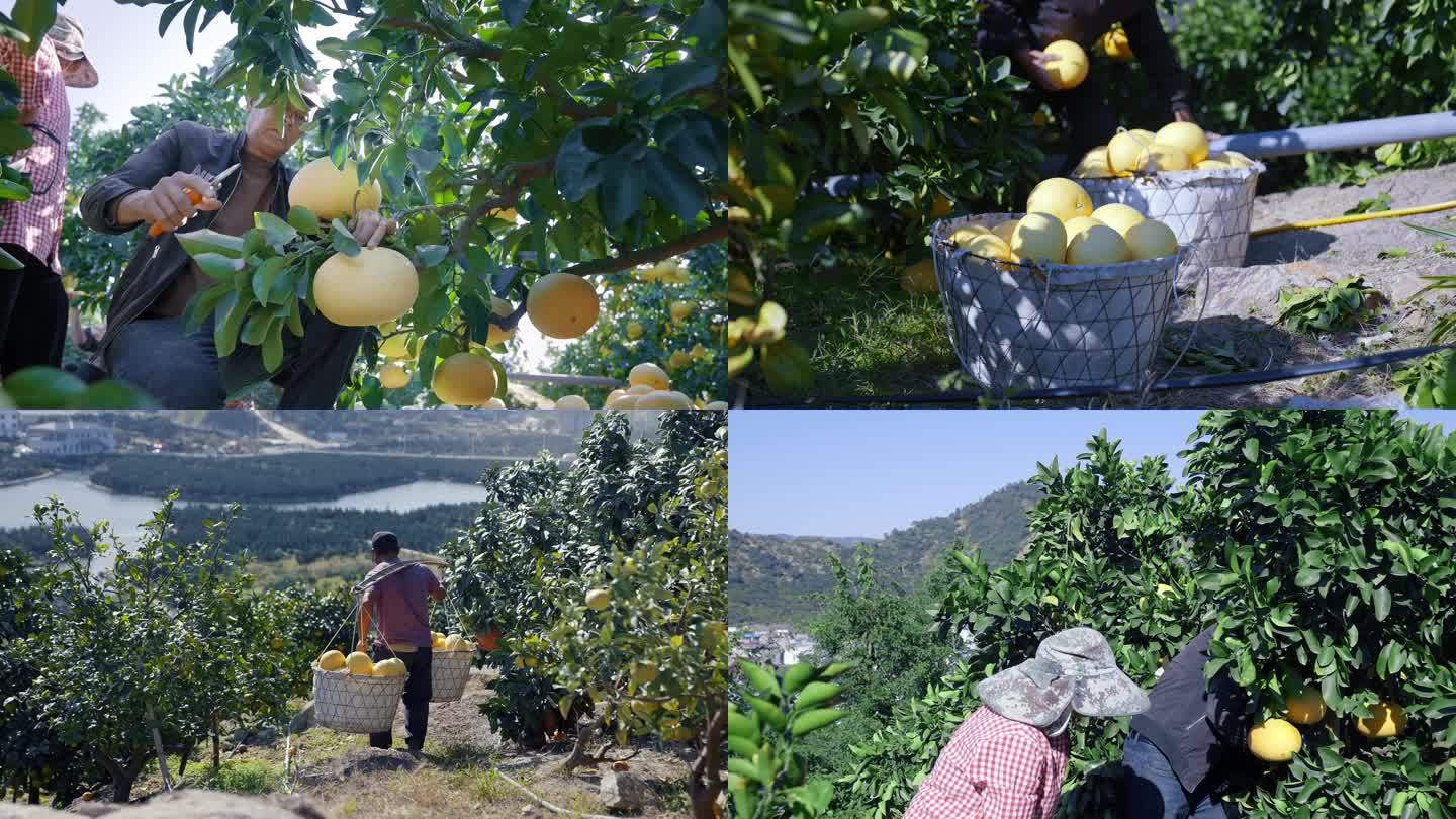 农民柚子水果果园农业扶贫乡村丰收