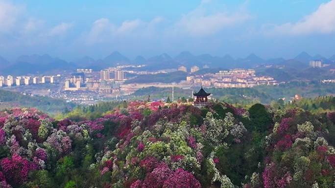 贵州毕节百里杜鹃景区航拍