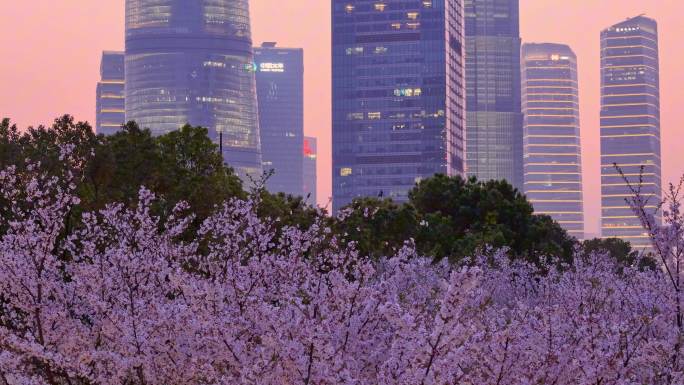 陆家嘴地铁站樱花