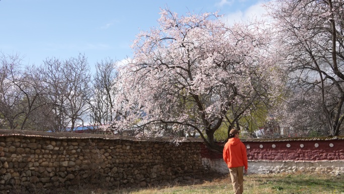 林芝桃花