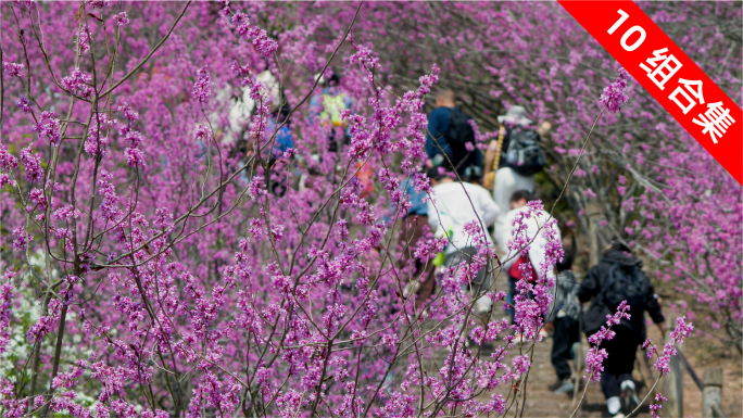 游客春日踏青登山，紫荆花海蜜蜂飞舞