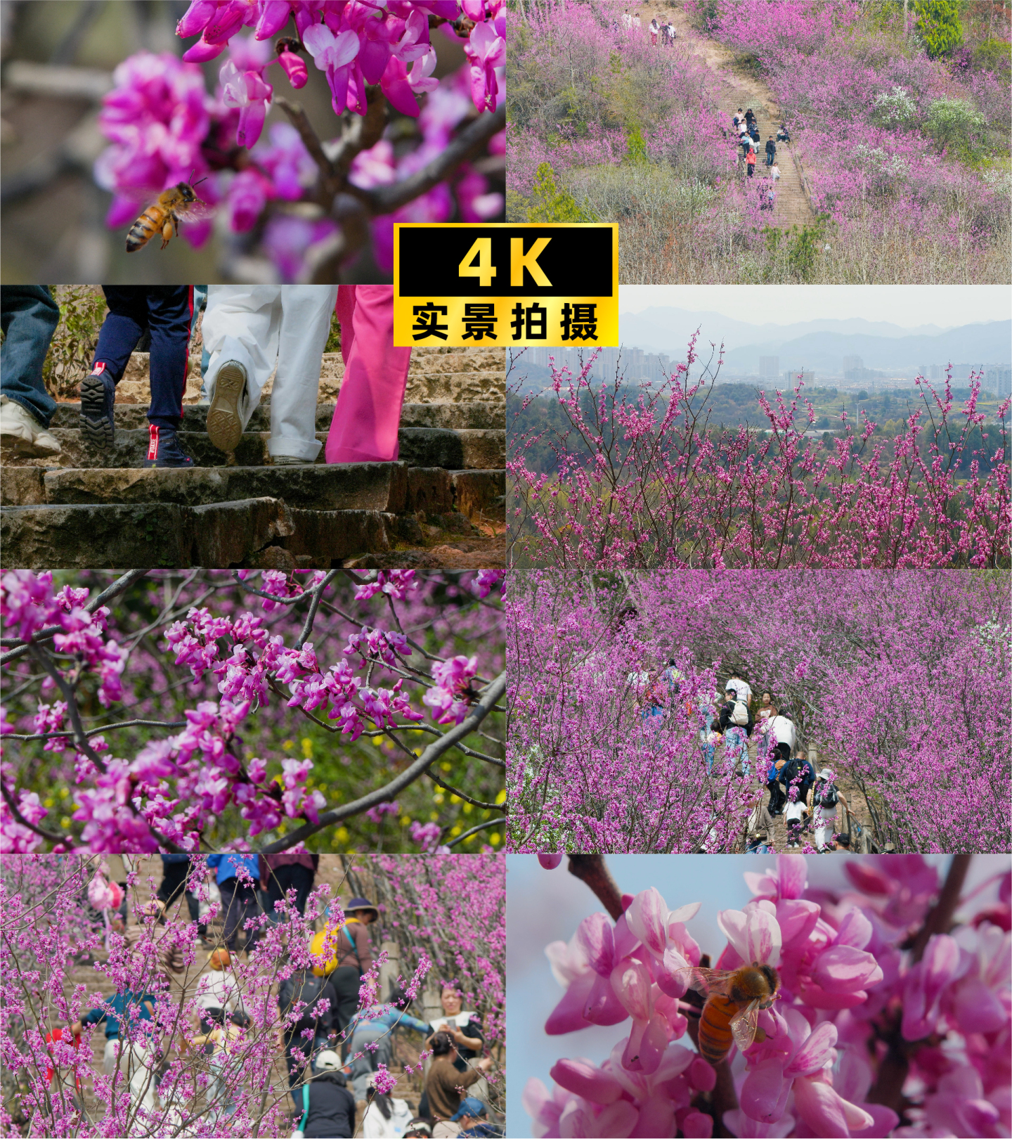 游客春日踏青登山，紫荆花海蜜蜂飞舞
