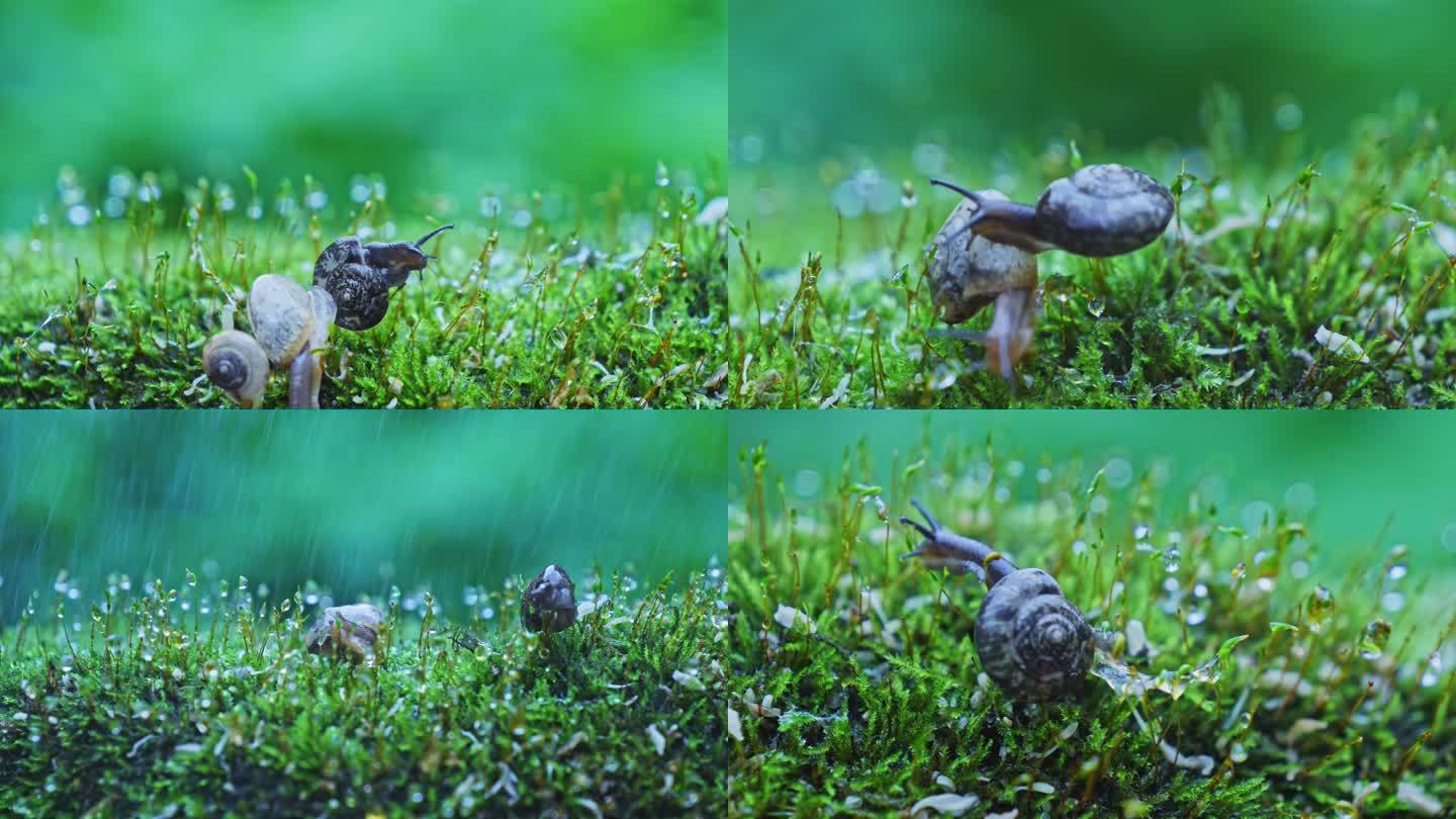 小蜗牛绿色自然生命