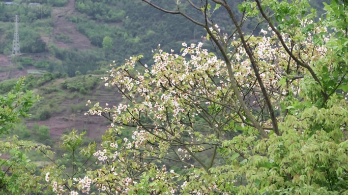 6K清晨自然森林小镇乡村春天树林